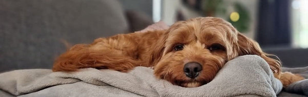 Separation Anxiety in Dogs: What Vets and Behaviourists Actually Say (and Where Toys Fit)