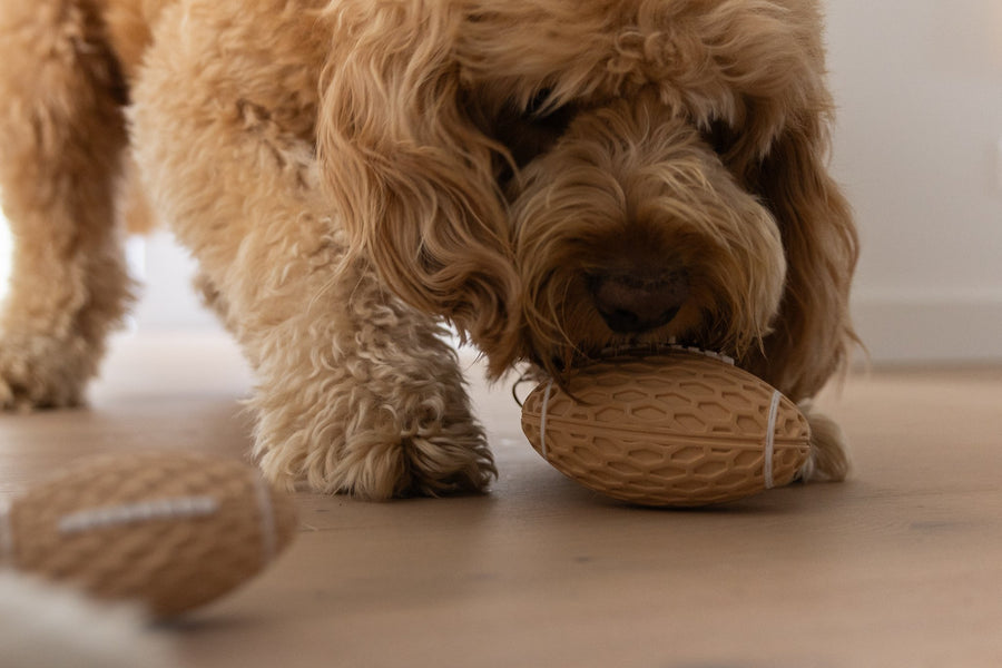 An Oodle playing with the Mini Squeaky Footy from The Oodle Club
