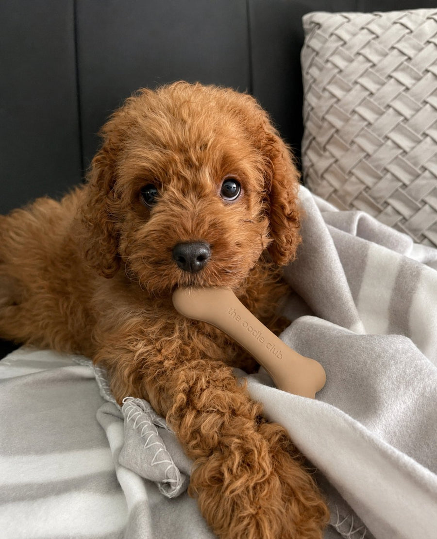 An Oodle playing with the Everyday Small Chew Bone from The Oodle Club