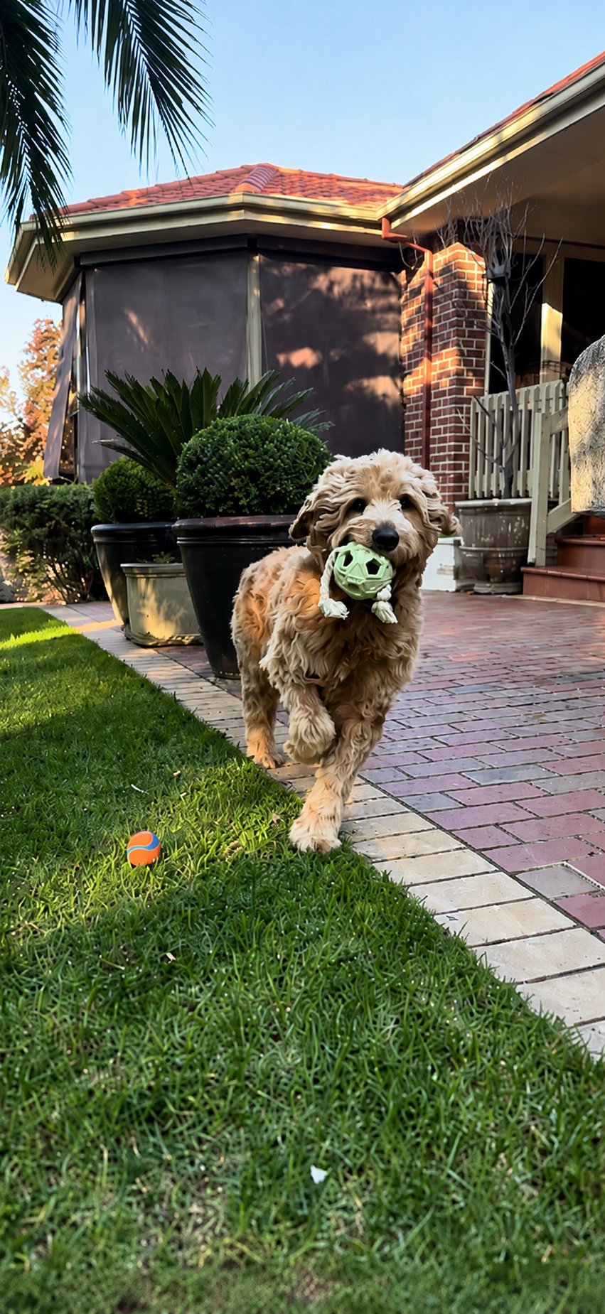 An Oodle playing with the Tug and Tumble from The Oodle Club