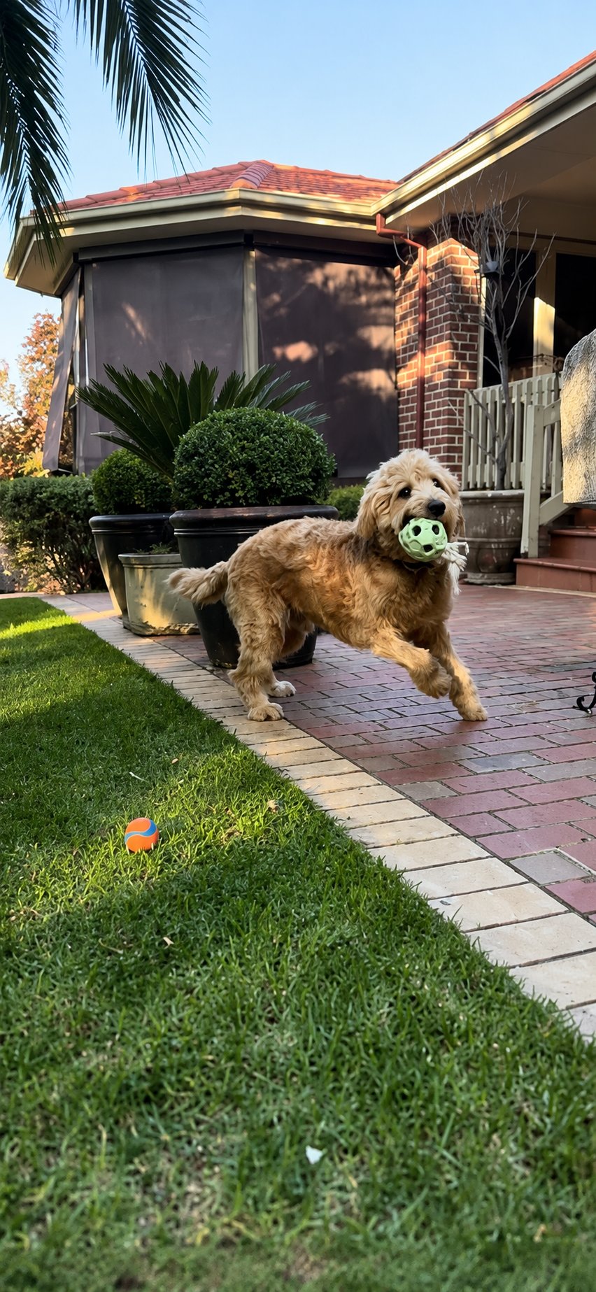 An Oodle playing with the Tug and Tumble from The Oodle Club