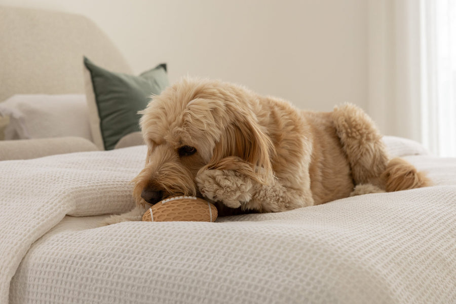 An Oodle playing with the Big Squeaky Footy from The Oodle Club