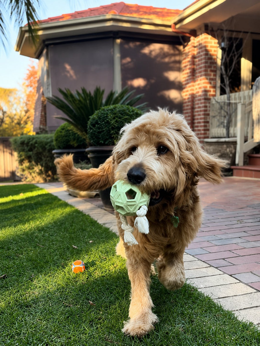 An Oodle playing with the Tug and Tumble from The Oodle Club
