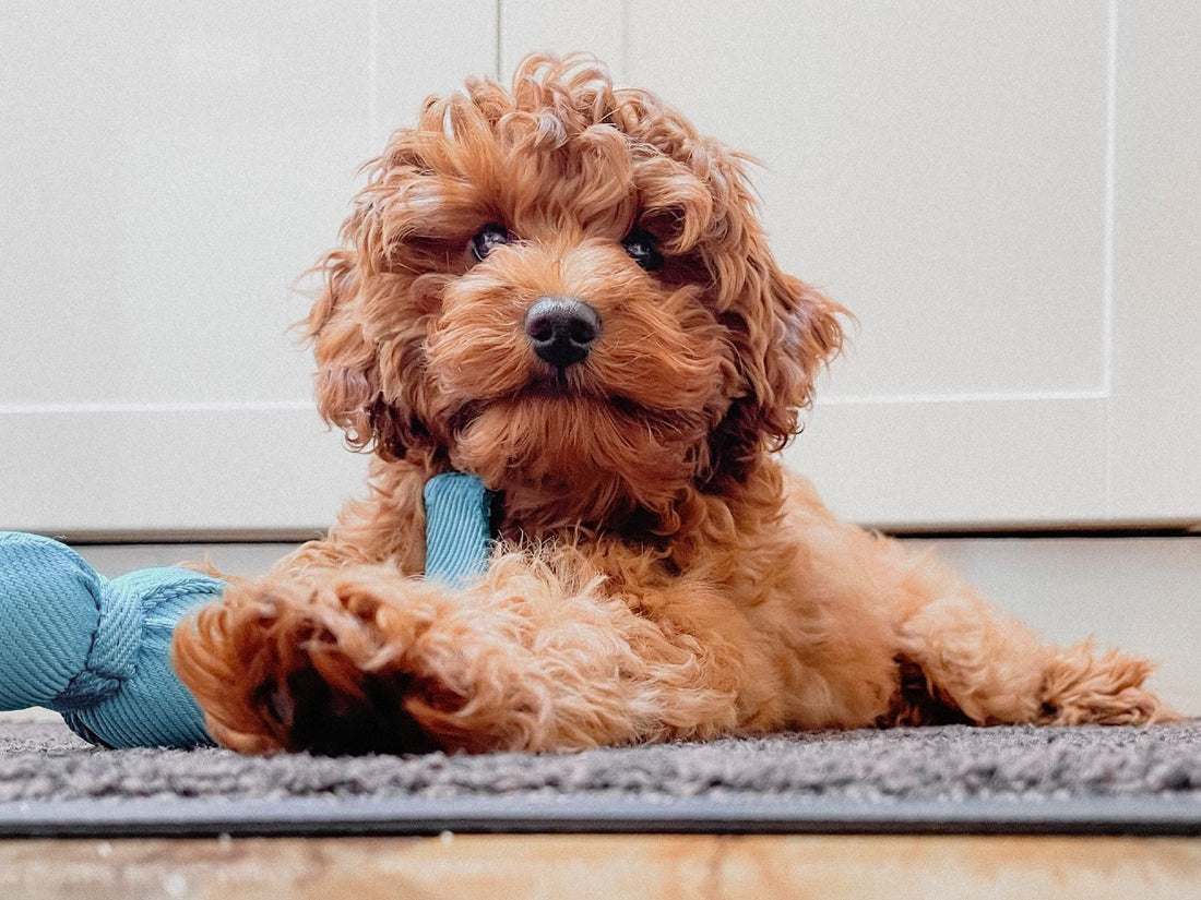 A Cavoodle puppy chewing a knotted rope toy on the floor during the teething stage
