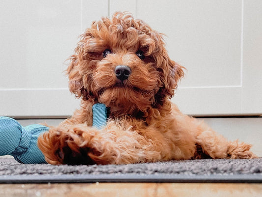 A Cavoodle puppy chewing a knotted rope toy on the floor during the teething stage