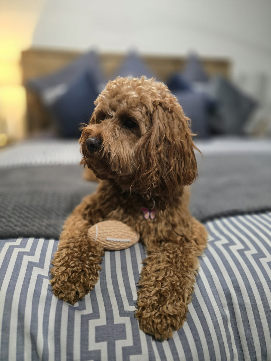 An Oodle playing with the Mini Squeaky Footy from The Oodle Club