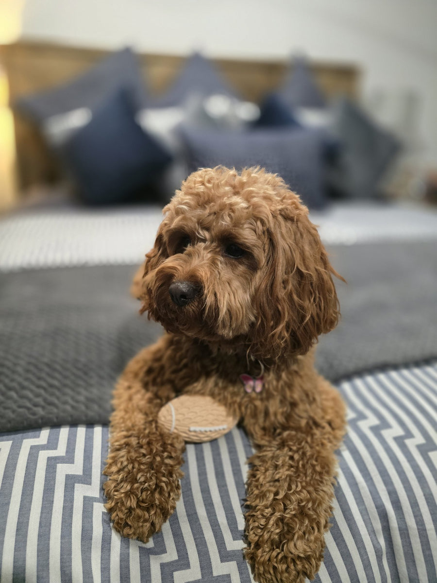 An Oodle playing with the Mini Squeaky Footy from The Oodle Club
