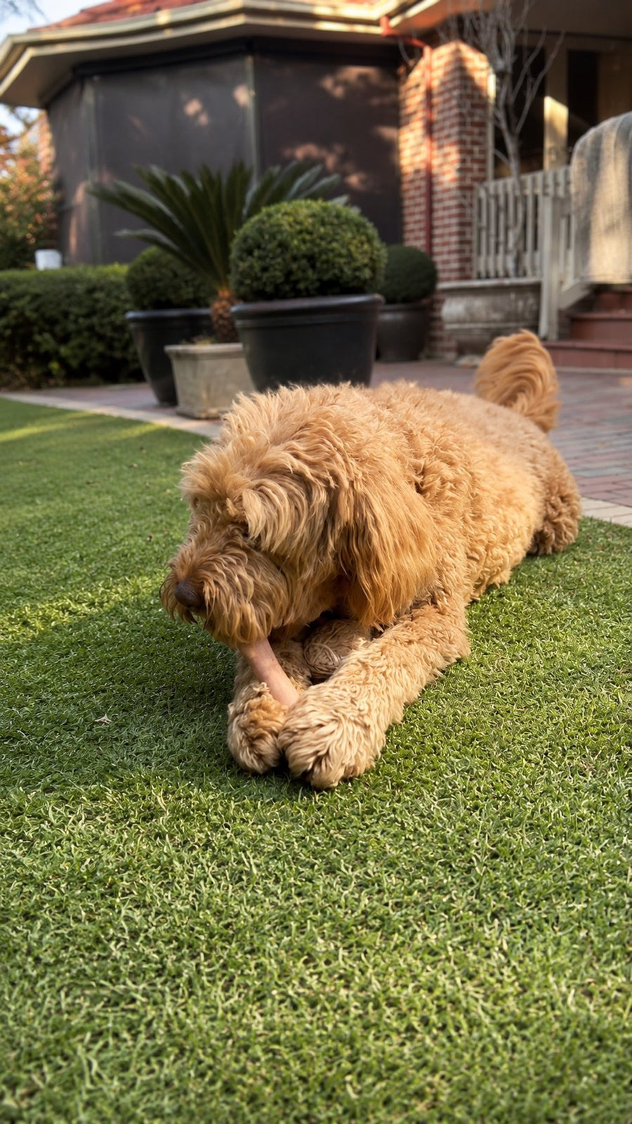 An Oodle playing with the Everyday Big Chew Bone from The Oodle Club