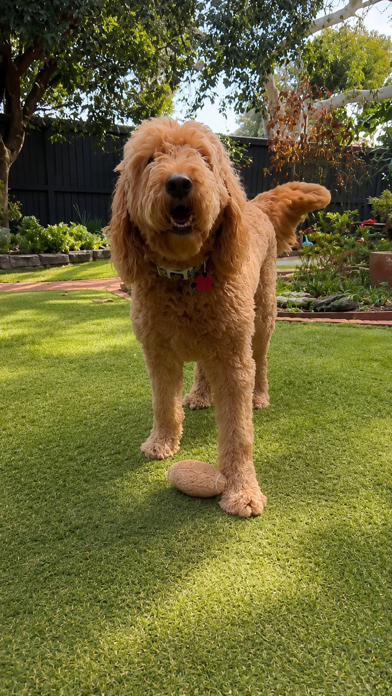 Oodle with destroyed toy
