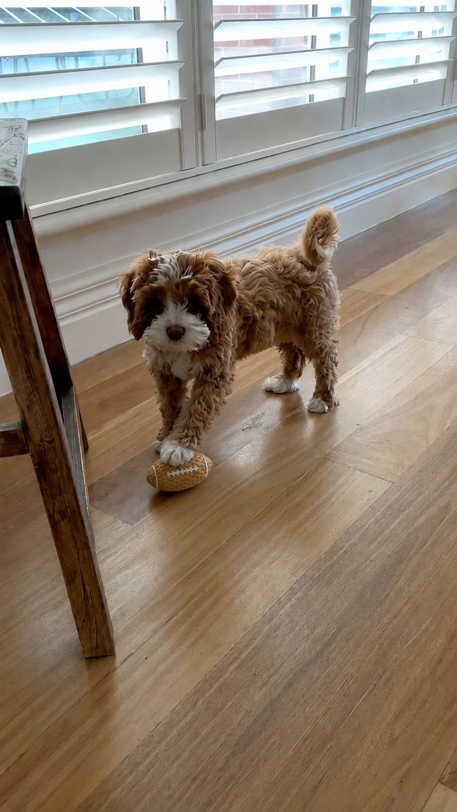 An Oodle playing with the Mini Squeaky Footy from The Oodle Club