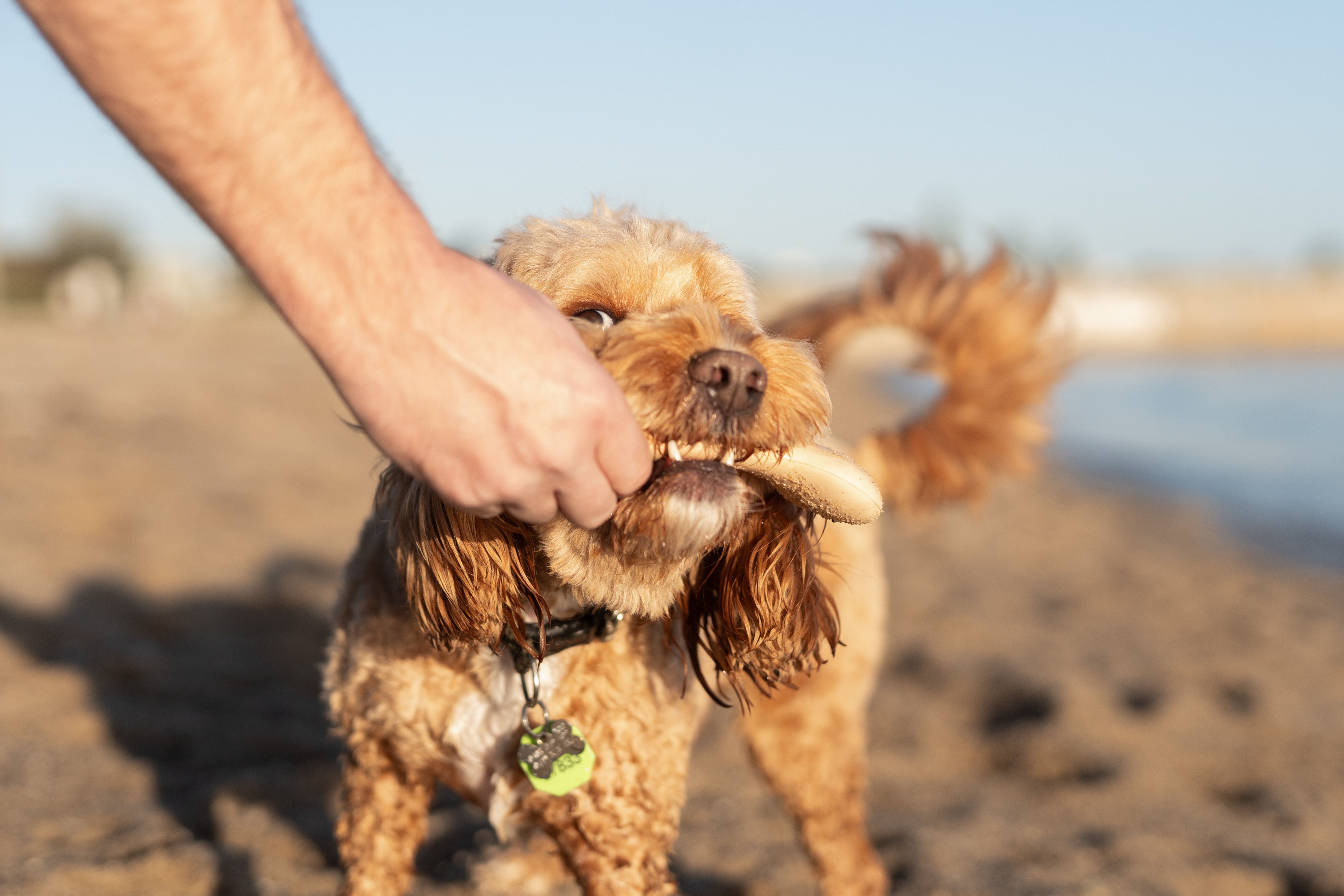 Everyday Small Chew Bone