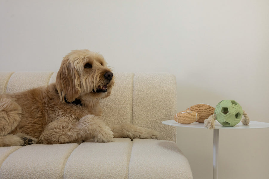 An Oodle playing with the Pawfect Play Pack from The Oodle Club